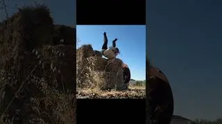 This Viking does his own stunts #vikings #viking #stunt #shorts
