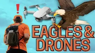 Testing the DJI Mini 4K Drone | Eagle Encounter