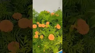 Beauty of the garden #garden #viralvideo #shorts 😊😊❤️