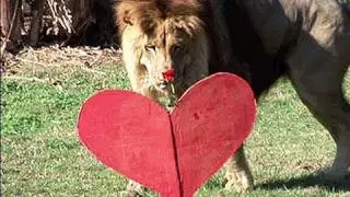 &hearts; Big Cat Love &hearts;