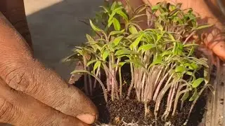 Carefully transferering tomato 🍅 saplings to pot.