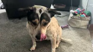 Liver Dog Treats, dog loves them!