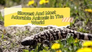 Top 10 Slowest Animals in the World 🐌 (You Won&rsquo;t Believe #1!)