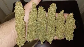 Final weight Northern lights from Divine Seeds Pro-mix hp bag medical marijuana grow
