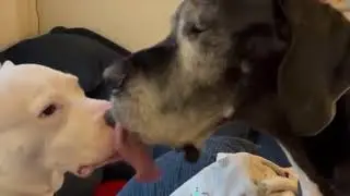 ASMR Dog Licking, Great Dane & Pit Bull