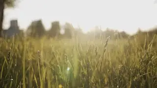 20 Minutes Wildflower Ambience | Calming Nature Sounds & Relaxing Music for Sleep & Stress Relief