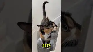 Chinese Male Calico Cats: Are they REALLY that rare?