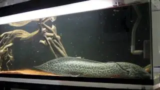 Djima the marbled lungfish feeding on chicken breast
