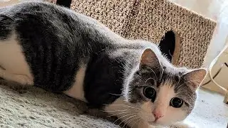 Cute Cat&rsquo;s Eyes Get So Big! 