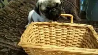 Prince the Pug puppy 08'