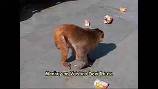 A Monkey Drinking Cold Drinks in Vaishno Devi route (Fun Video)