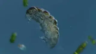 microscopy video - tardigrade
