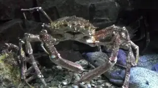 Seespinne: Fortbewegung