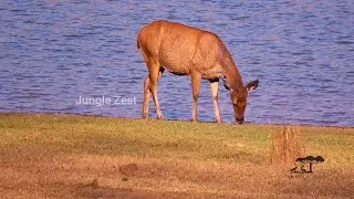 Indian Wildlife Safari - A Sambar Deer on the River bank