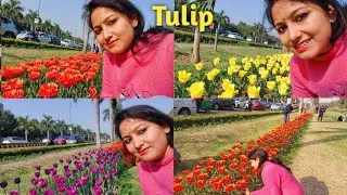 Tulip Festival Delhi 2025/Tulip Garden/Beautiful Tulip Flowers 💐