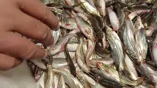 Gulsha/Tangra fish