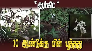 அழிவின் விளம்பில் 'ஆர்கிட்' மலர் | Will the Forest Department take action to save the orchid flowers