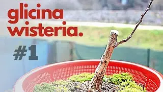 🌿 Bonsai Wisteria repotting #1