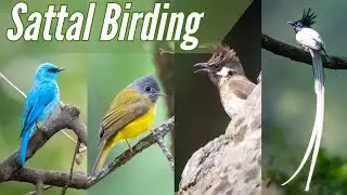 Sattal - Birder's Paradise | Birdwatching at Sattal Studio Uttarakhand | Long-tailed broadbill
