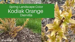 Kodiak Orange Diervilla Shrub in Spring Landscape