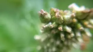 macro lens of ants and gamochaeta impatiens
