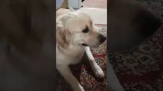 D O G #fypシ゚viral #sigma #whowillbemylifepartnerta #caredit #67373 #edit #amnewbutnottheleast