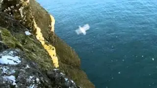 Ein t&uacute;rur &aacute; Eysturh&oslash;vda, Sv&iacute;noy