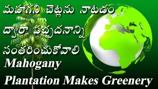 Mahogany Plantation, Chaturveda, Cropcity, Make Planet Greenery, Plant Trees, Save Eco System.