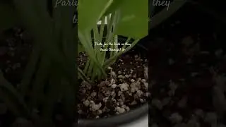 Celebrate life! 🌱  #plantparent  #plantlover  #celebratenature  #dubai  #goodvibes