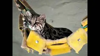 Leopardus wiedii - Mаргай (Леопард Віда) - margay