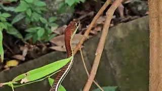 Beautiful Striped Bronzeback