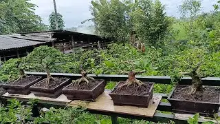 BONSAI PRICE REVIEW 082142421986