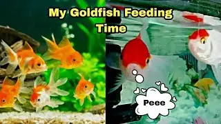 My Red Cap Goldfish Very Active To Feeding Time 😍... #fish #aquarium #goldfish #vlog #dog #pets