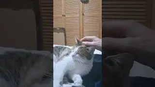 LUCY 420 MEDITATION - (BE-CAT 4)🧘&zwj;♀️ ✨️ 🙏 &hearts;️🐈