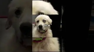 The dog who killed 8 coyotes | Jpt Creation | #shorts #shortsvideo #dog #killed #coyote
