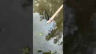 🎣 Fishing for LIFE in a Desi Village | A Day of Traditional Fishing in Rural Life 🌾 Village Ltd
