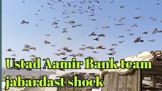 Pigeon Shocked Everyone 🕊️🔥