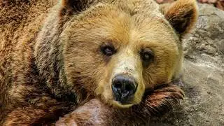 ''Heathens'' PARODY (Twenty One Pilots) ''Bear Season''