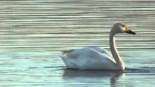 Cygnus bewickii