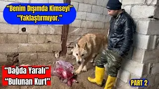 Никто не может приблизиться к пойманному на воле волку.