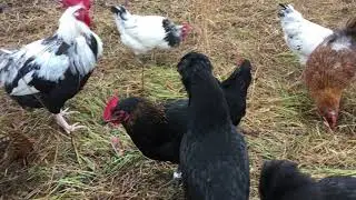 Time with My European Chicken Breeds