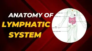 Understanding the Lymphatic System | Anatomy & Functions Explained