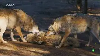 Depredadores de los C&aacute;rpatos, El reino del lobo.