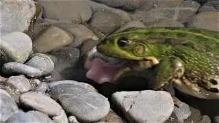 Frosch frisst Libellenlarve / Frog eats damselfly larva