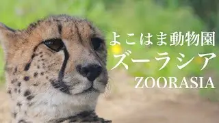 よこはま動物園ズーラシア ZOORASIA 横浜市旭区