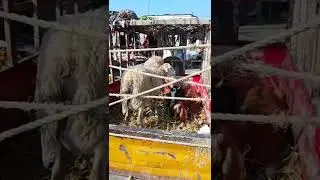 The Journey Of Indus Highway To Village Ramak With Khizer