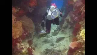 Scuba Diver Girls Dive Fantasea off Beqa Island!