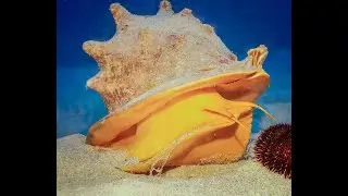 Helmet Conch 
