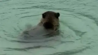 Fishing Bears in Chilkoot Lake Haines Alaska