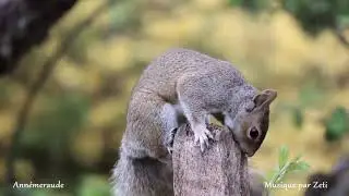 Le petit &eacute;cureuil fut&eacute;